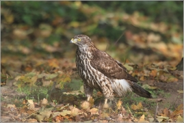 <p>JESTŘÁB LESNÍ (Accipiter gentilis) /Northern goshawk - Habicht/</p>